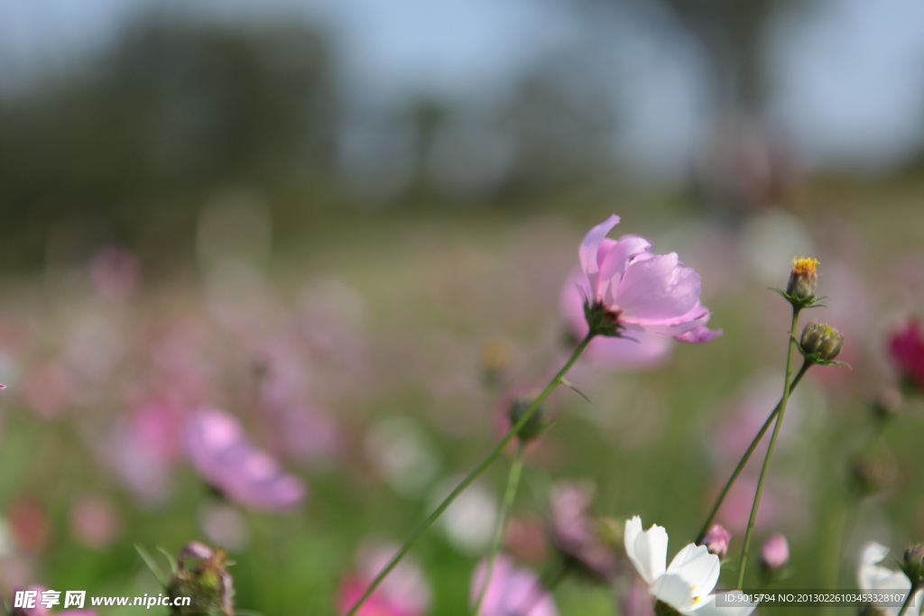 格桑花