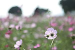 格桑花海