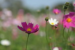 格桑花