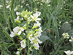 芥兰花蜜蜂