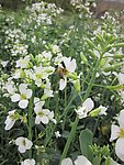 芥兰花蜜蜂