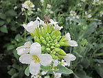 芥兰花蜜蜂