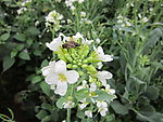 芥兰花蜜蜂