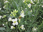 芥兰花蜜蜂