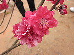 杏花