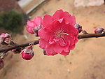 一朵杏花
