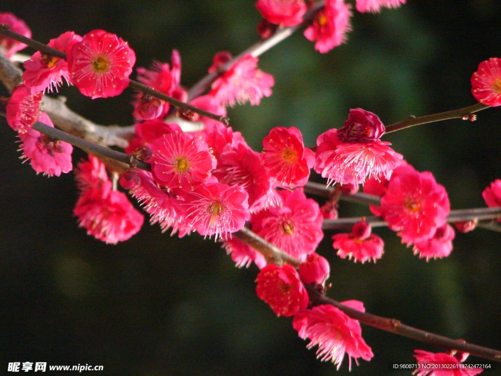 梅花