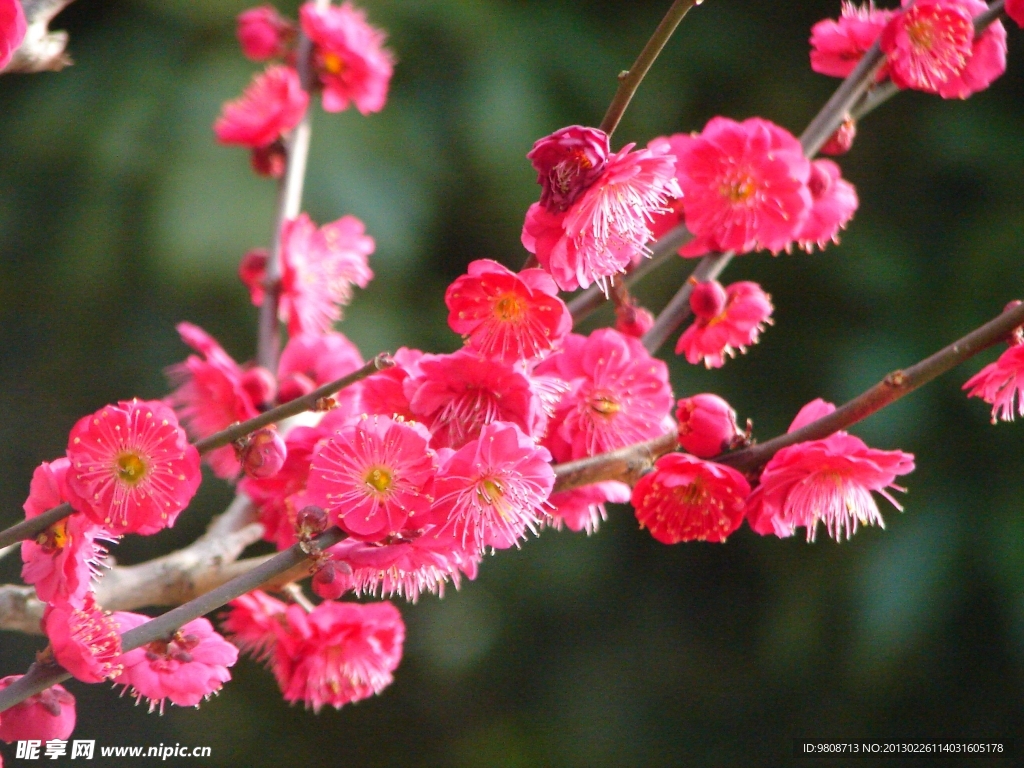 梅花