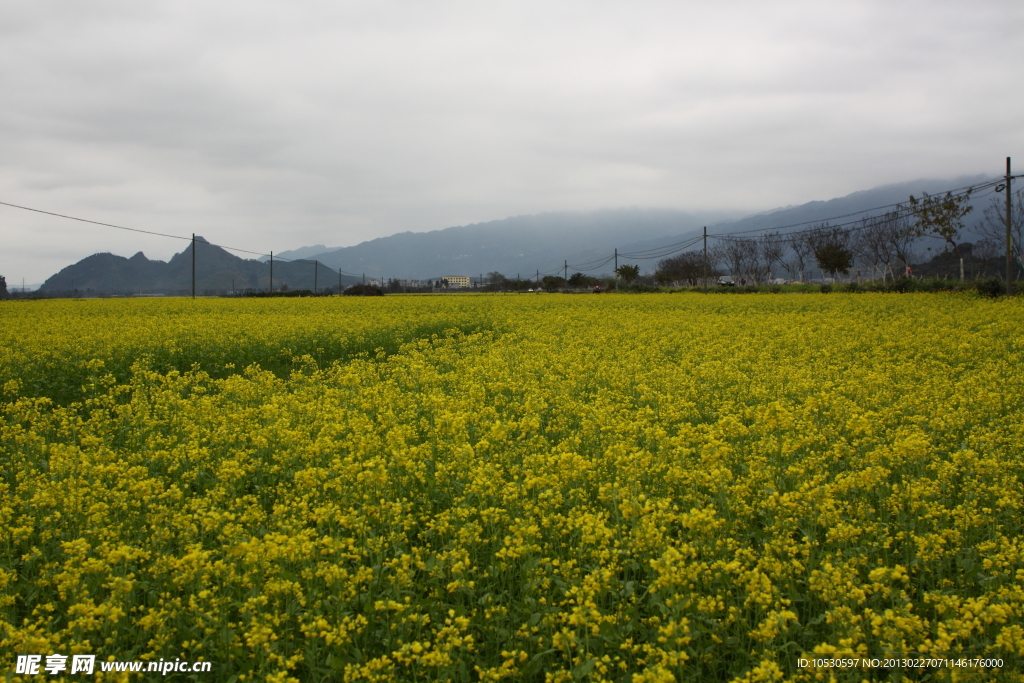 油菜花海