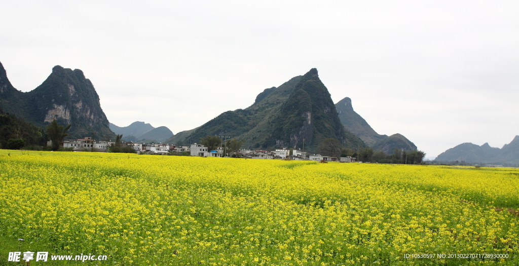 乡村花海