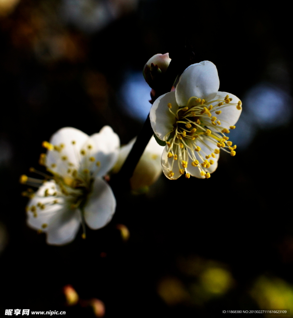 梅花