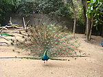 孔雀