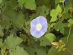 牵牛花