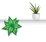 植物 盆栽