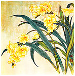 苍兰