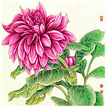 大丽菊