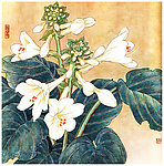 凤眼莲