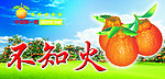 不知火柑桔