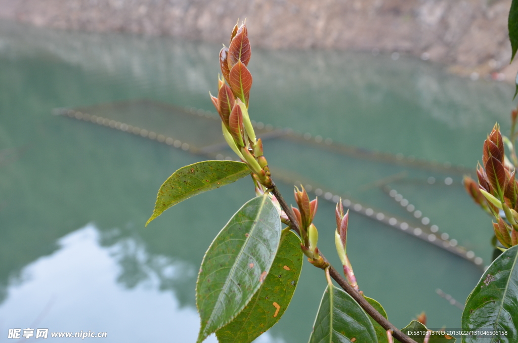 植物特写