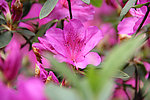 杜鹃花