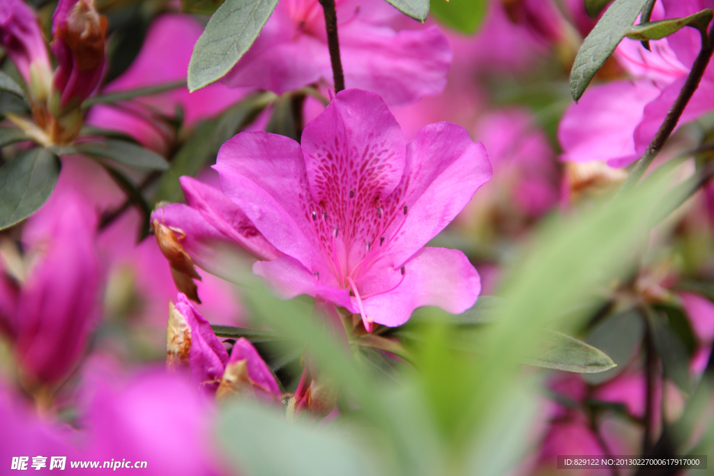 杜鹃花