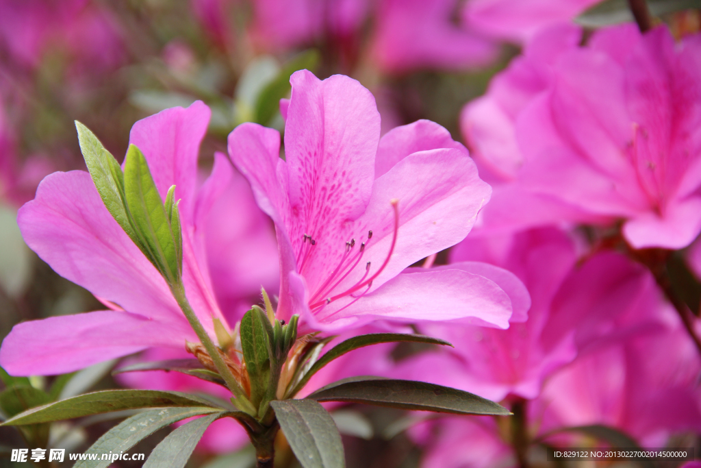杜鹃花