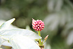 花卉花苞