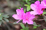 杜鹃花