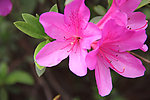 杜鹃花