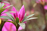 杜鹃花花苞