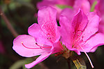 杜鹃花