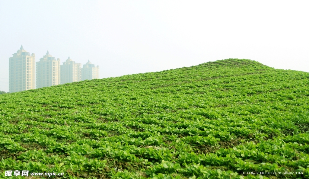 高楼丘陵