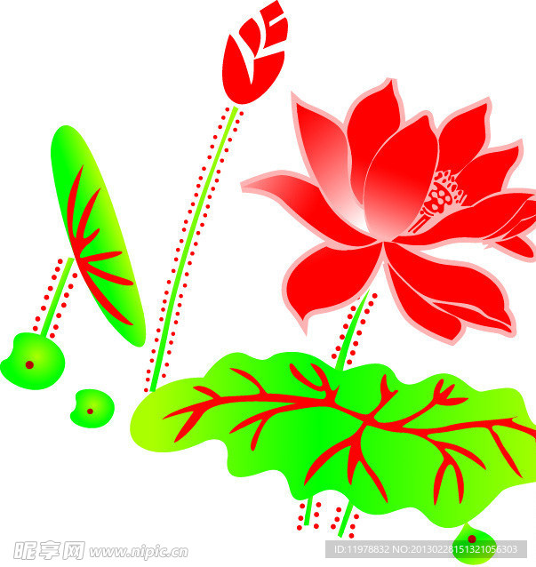 荷花
