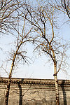 路边杨树