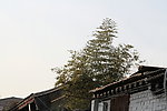 屋外竹丛