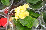 丽格海棠
