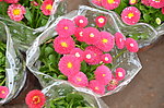 雏菊