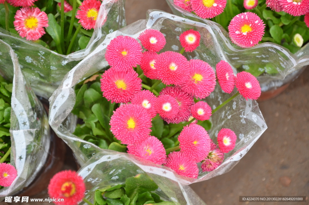 雏菊