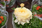 花毛茛