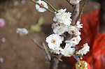 梅花