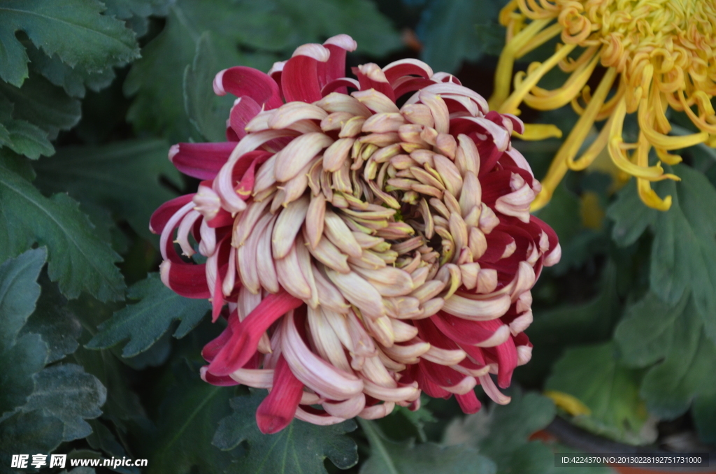 菊花