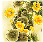 旱莲花