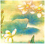 荷花