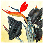 鹤望兰