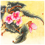 裂叶秋海棠