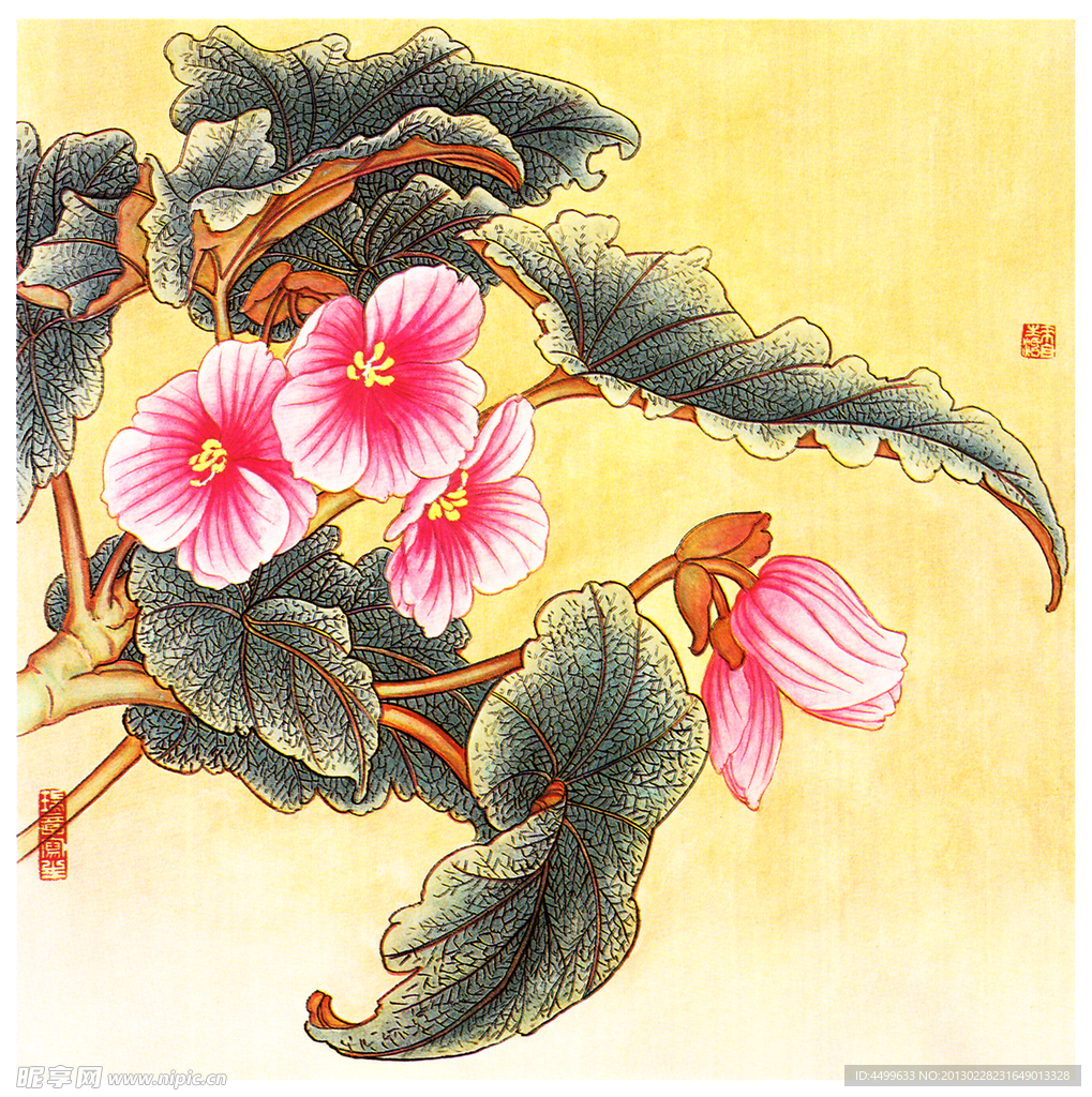 裂叶秋海棠