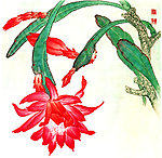 令箭荷花