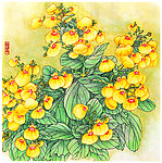 蒲包花