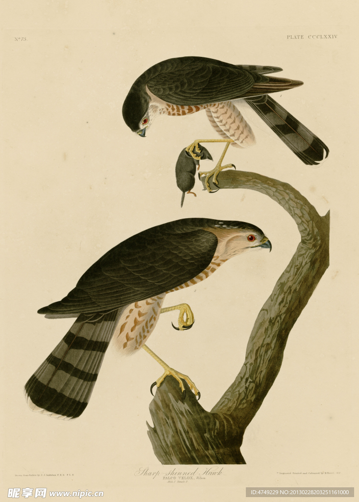北美条纹鹰