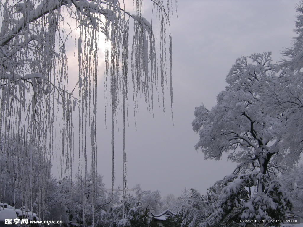 柳树雪景